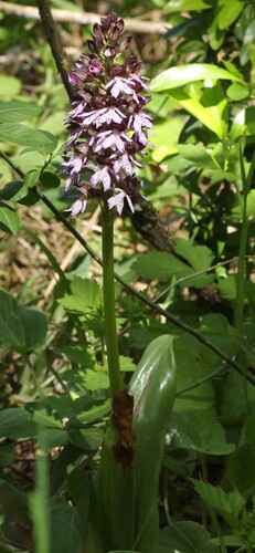 Lady Orchid (Orchis purpurea)