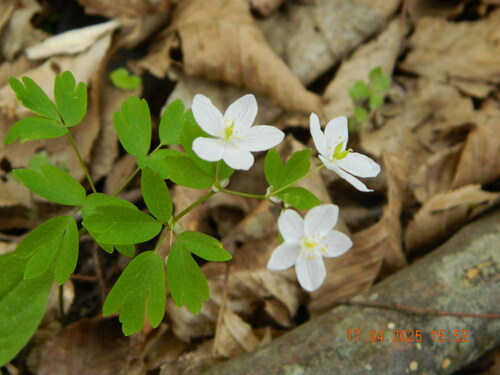 Rue-leaved Isopyrum (Isopyrum thalictroides)