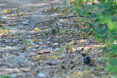 Arremonops chloronotus