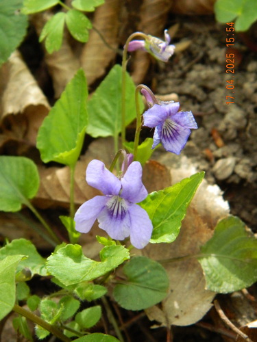 Early Dog-Violet (Viola reichenbachiana)