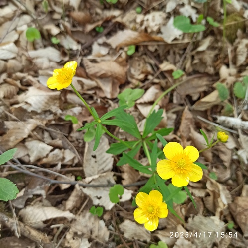 Kashubian Buttercups (Ranunculus cassubicus)