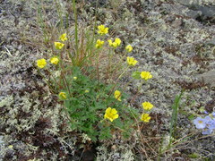 Potentilla uniflora