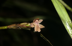Scaphyglottis