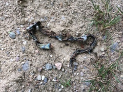 Thamnophis sirtalis