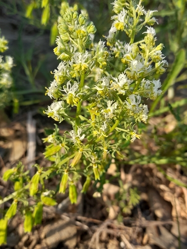 corn mignonette (Reseda phyteuma)