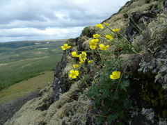 Potentilla uniflora