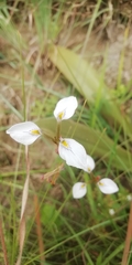 Moraea albicuspa