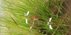 Moraea albicuspa