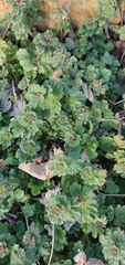 Lamium amplexicaule