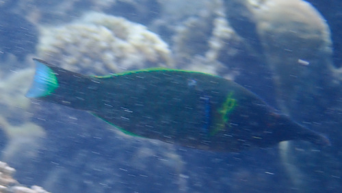 Gomphosus varius