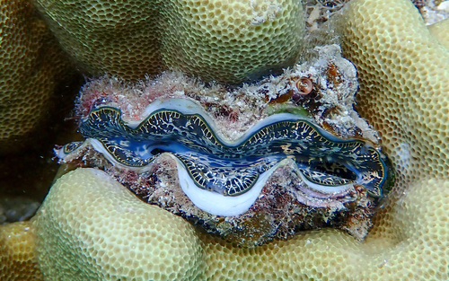 Tridacna maxima