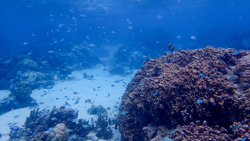 Chromis viridis