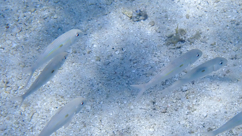 Mulloidichthys flavolineatus
