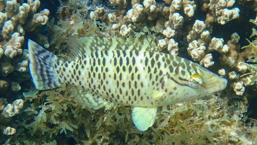 Cheilinus undulatus