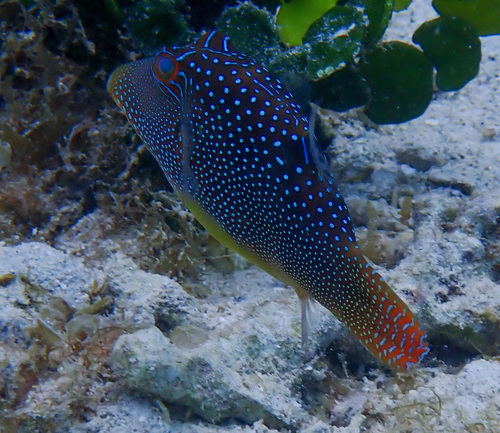 Spotted sharpnose