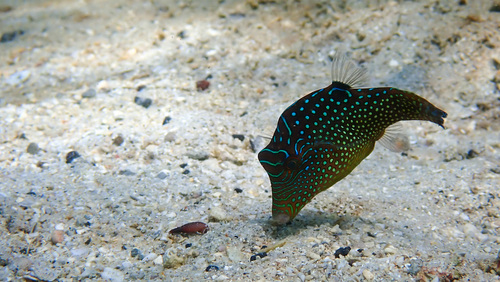 Canthigaster solandri