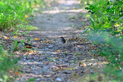 Arremonops chloronotus