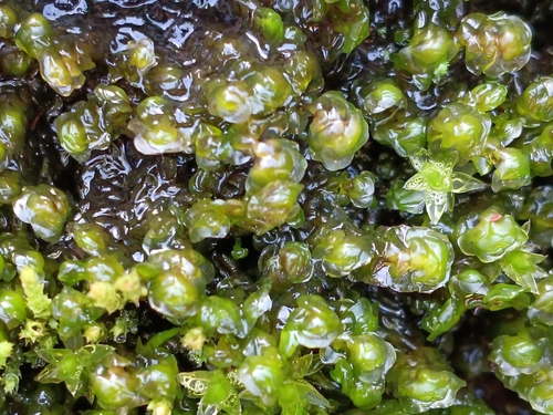 Water Earwort (Scapania undulata)