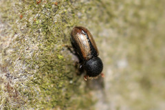 Trypodendron domesticum