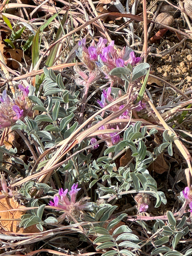 Early Purple Milkvetch (Astragalus shortianus)