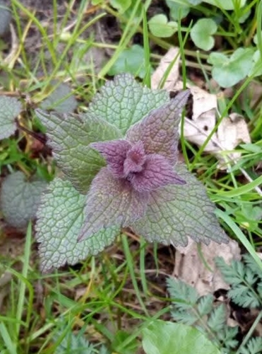 red deadnettle