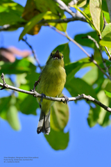 Vireo pallens