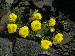 Potentilla subvahliana