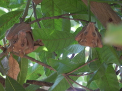 Epomophorus gambianus