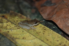 Craugastor fitzingeri