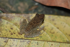 Craugastor fitzingeri