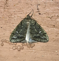 Paleacrita merriccata