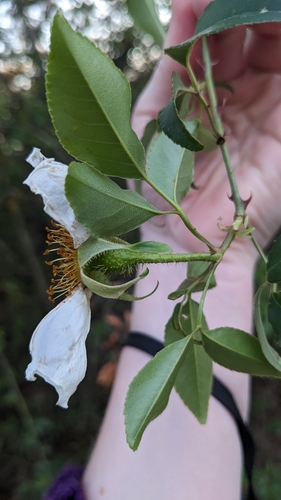 Three-leaved Rose (Rosa laevigata)