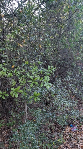 Rosa laevigata, photograph 6