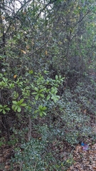 Rosa laevigata, photograph author not stated, no rights reserved