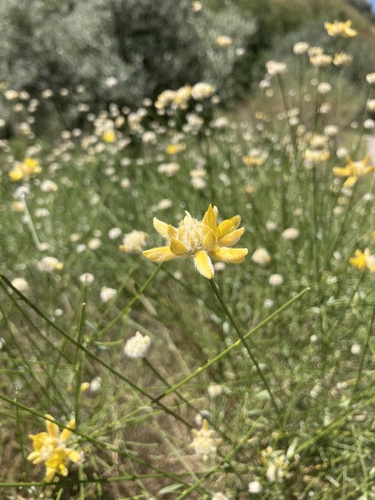 Avistamiento Genista umbellata