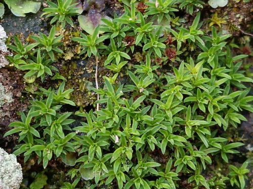 Aloe Haircap (Pogonatum aloides)