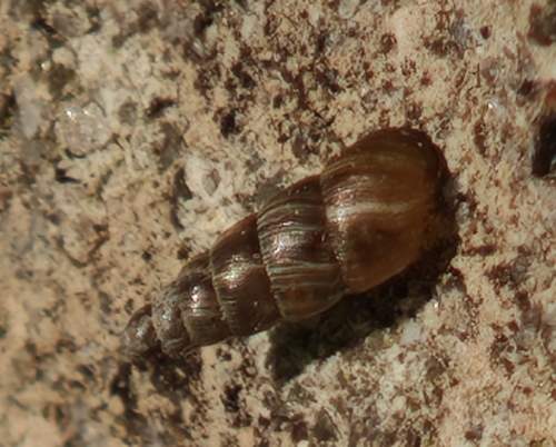 Balea heydeni