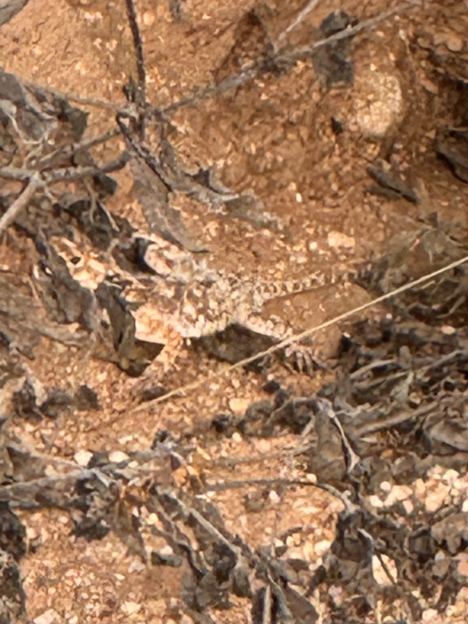 Agama aculeata Merrem, 1820