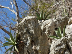 Agave wercklei