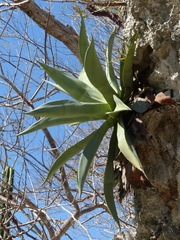 Agave wercklei