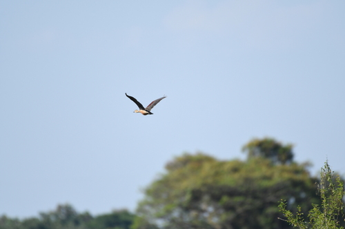 Lesser Whistling-Duck