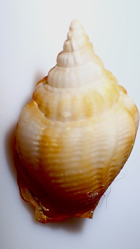 Hawaiistrombus hellii