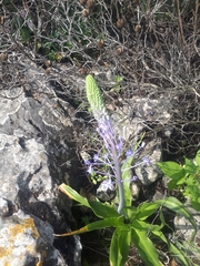 Scilla hyacinthoides