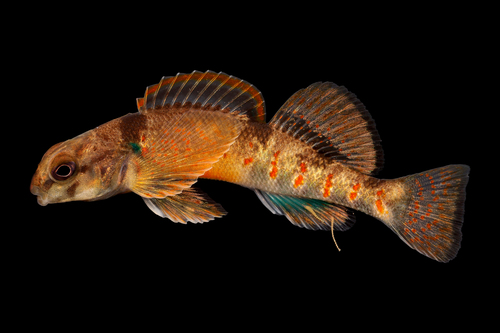 Variegate Darter