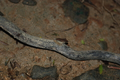 Craugastor fitzingeri