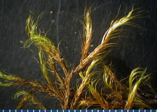 Dichelyma