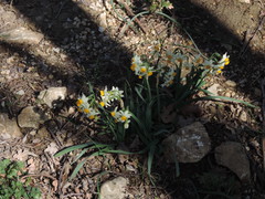 Narcissus tazetta tazetta