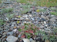 Potentilla uniflora
