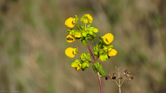 Calceolaria collina