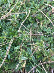 Cerastium holosteoides